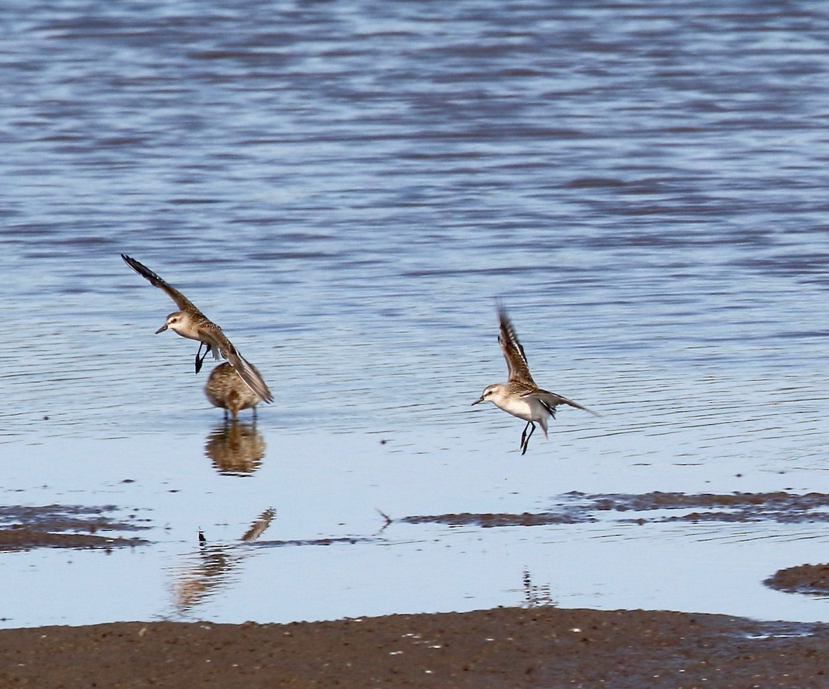 Semipalmated Sandpiper - ML279510491