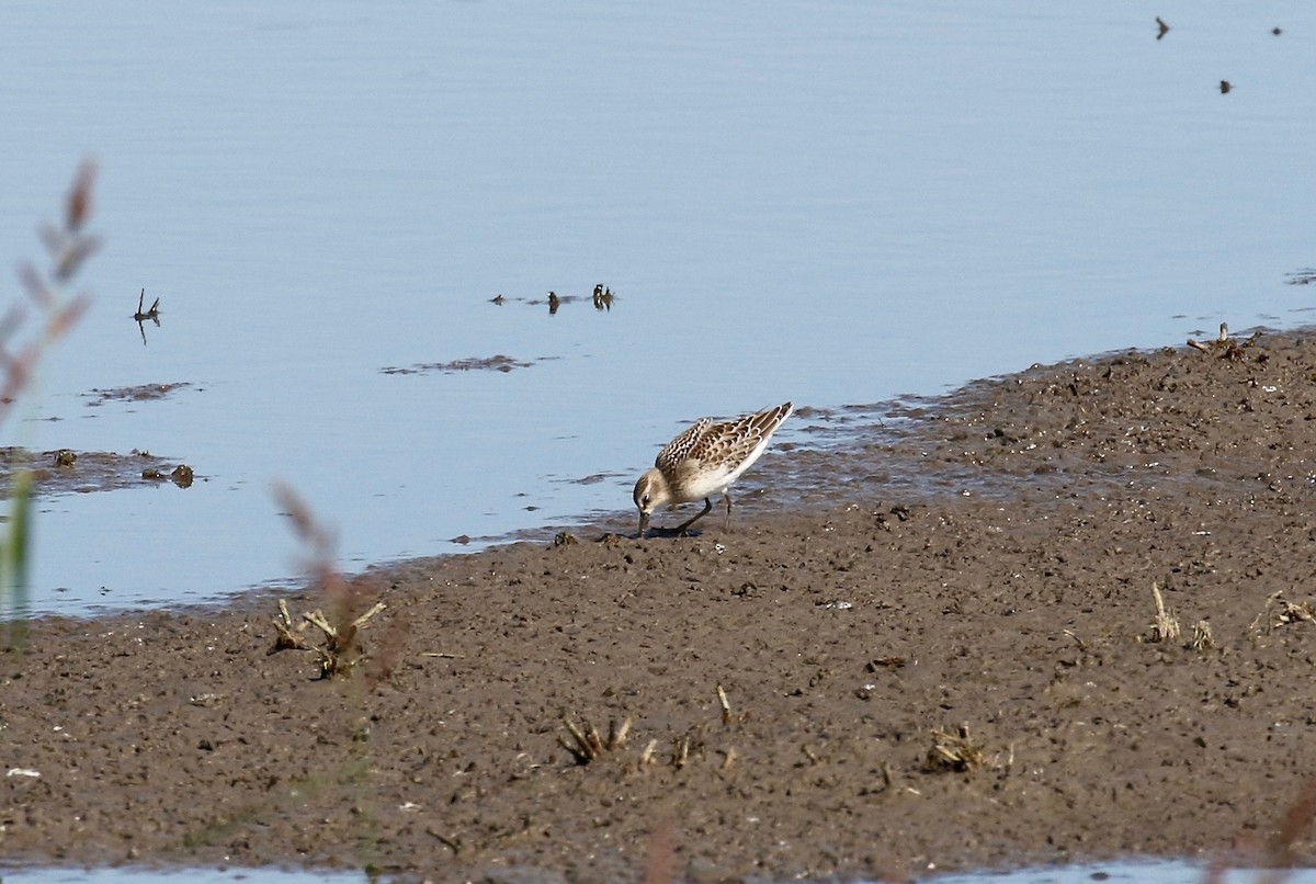 Semipalmated Sandpiper - ML279510511