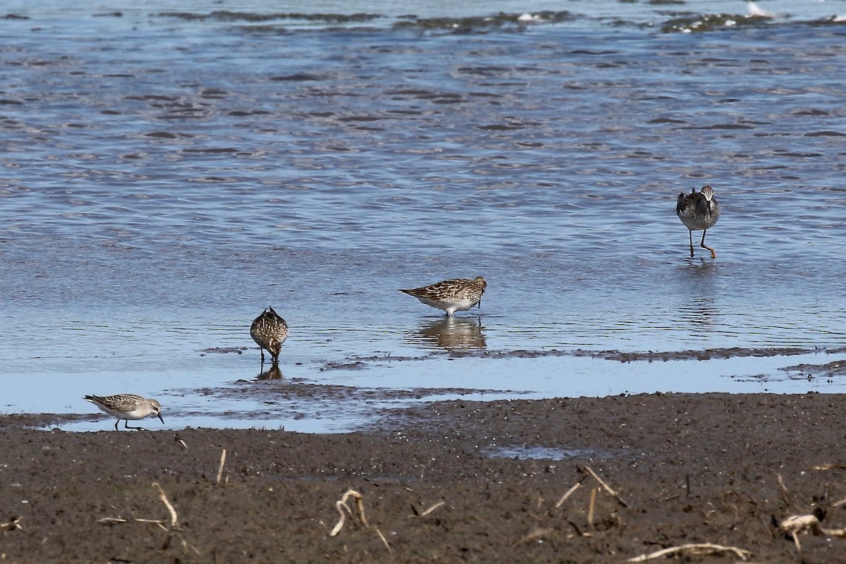 Semipalmated Sandpiper - ML279510521