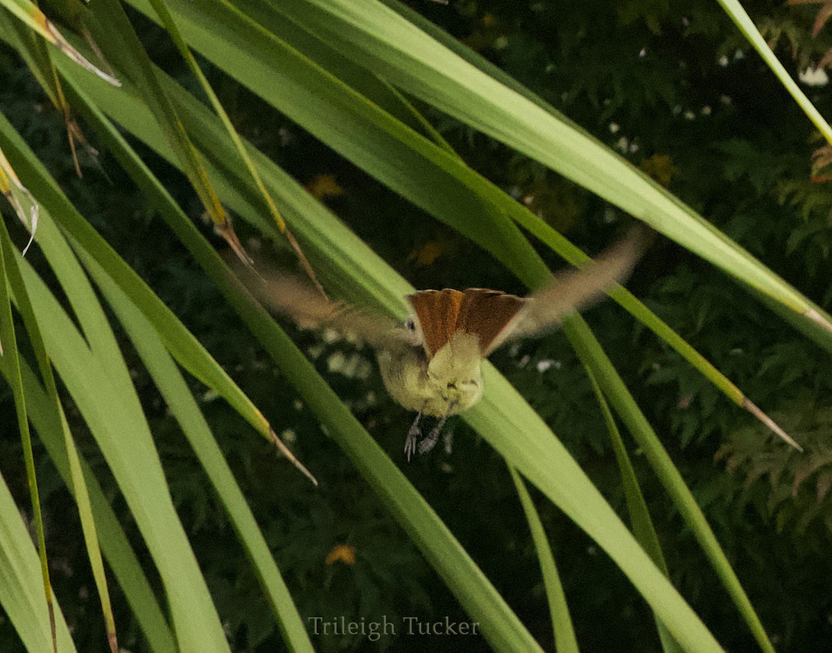 Ash-throated Flycatcher - ML279511251