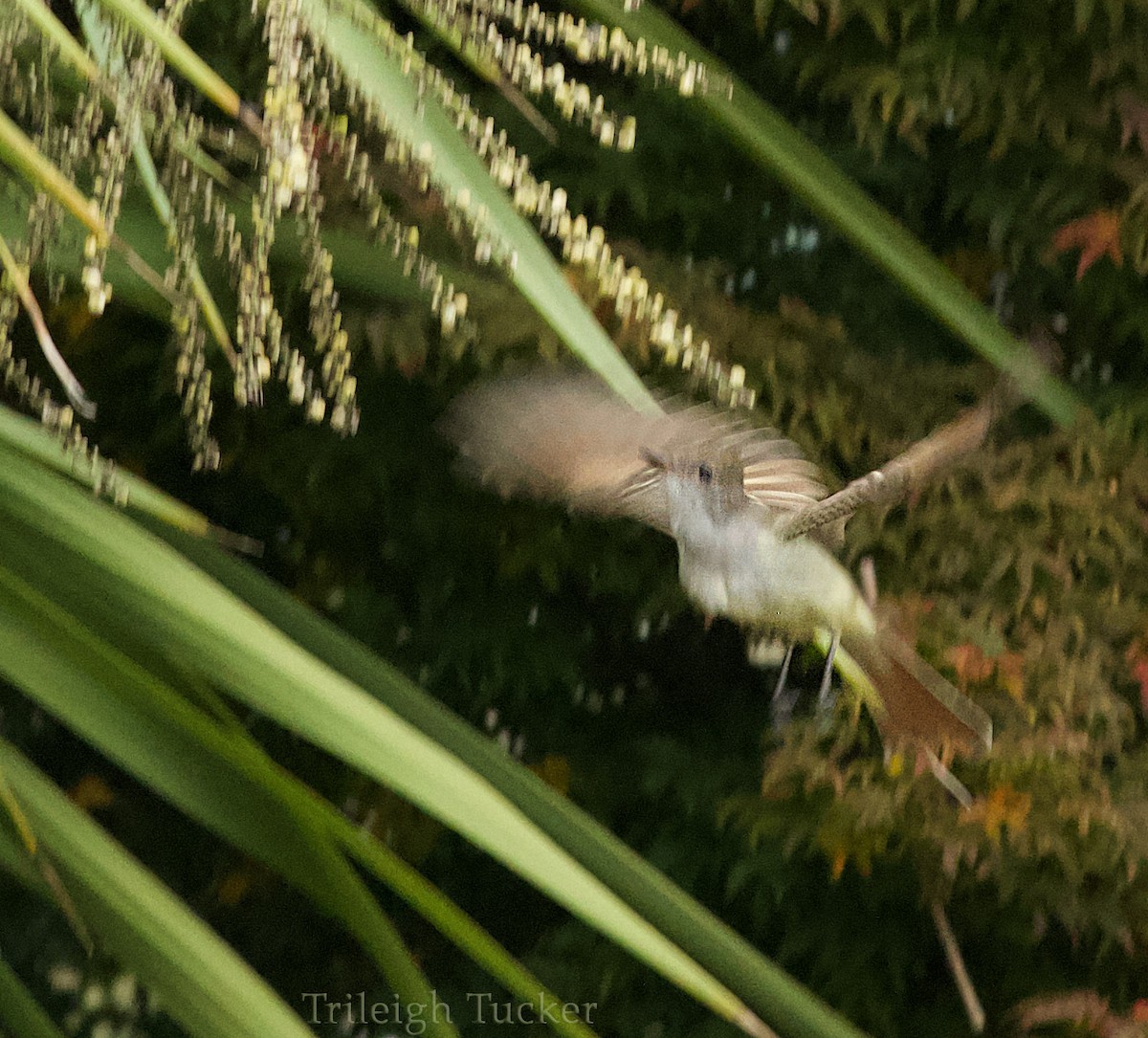 Ash-throated Flycatcher - ML279511261