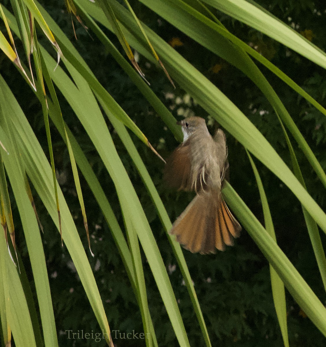 Ash-throated Flycatcher - ML279511271