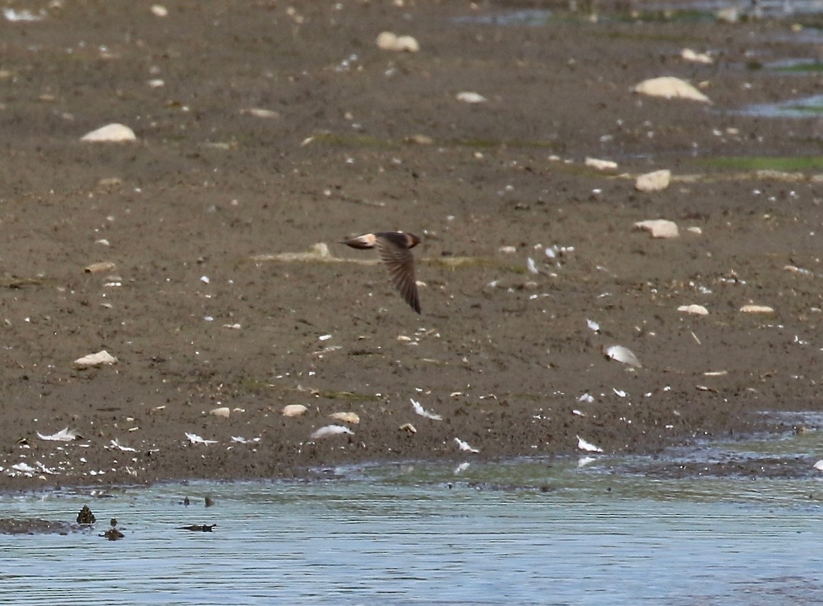 Cliff Swallow - ML279511661