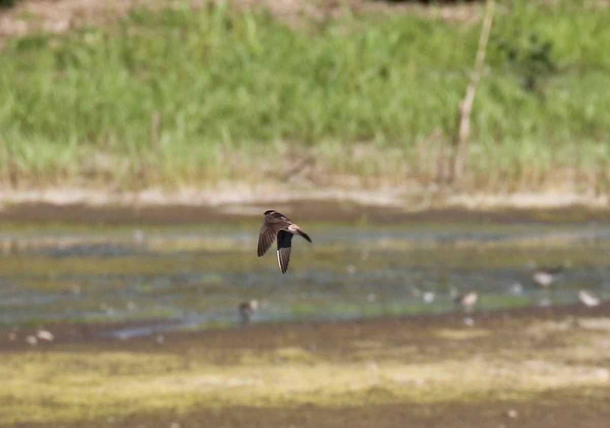 Cliff Swallow - ML279511671