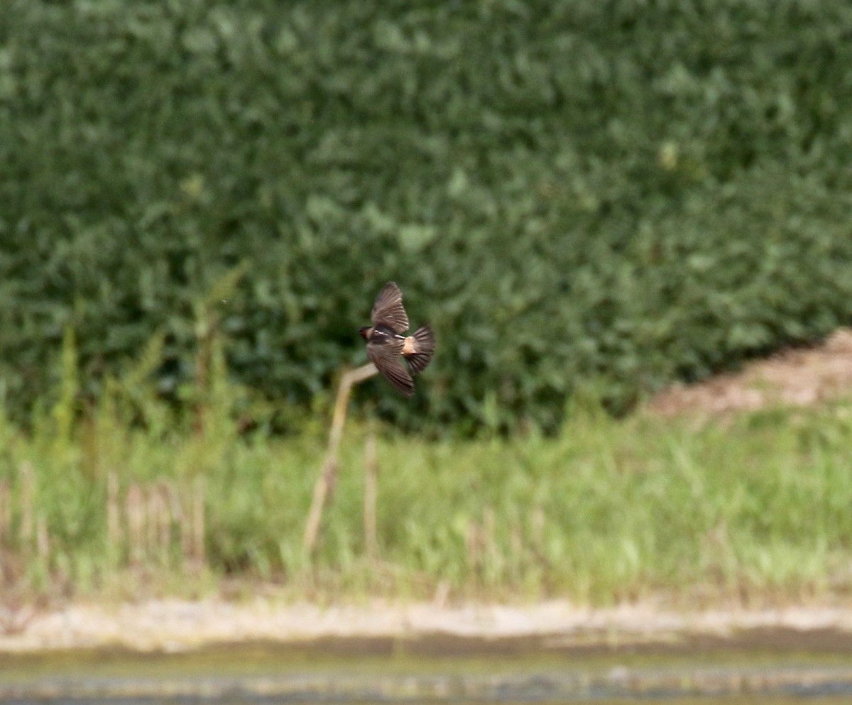 Cliff Swallow - ML279511691