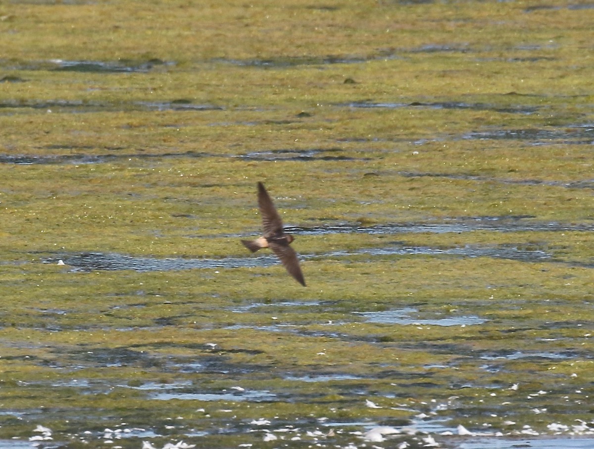 Cliff Swallow - ML279511701