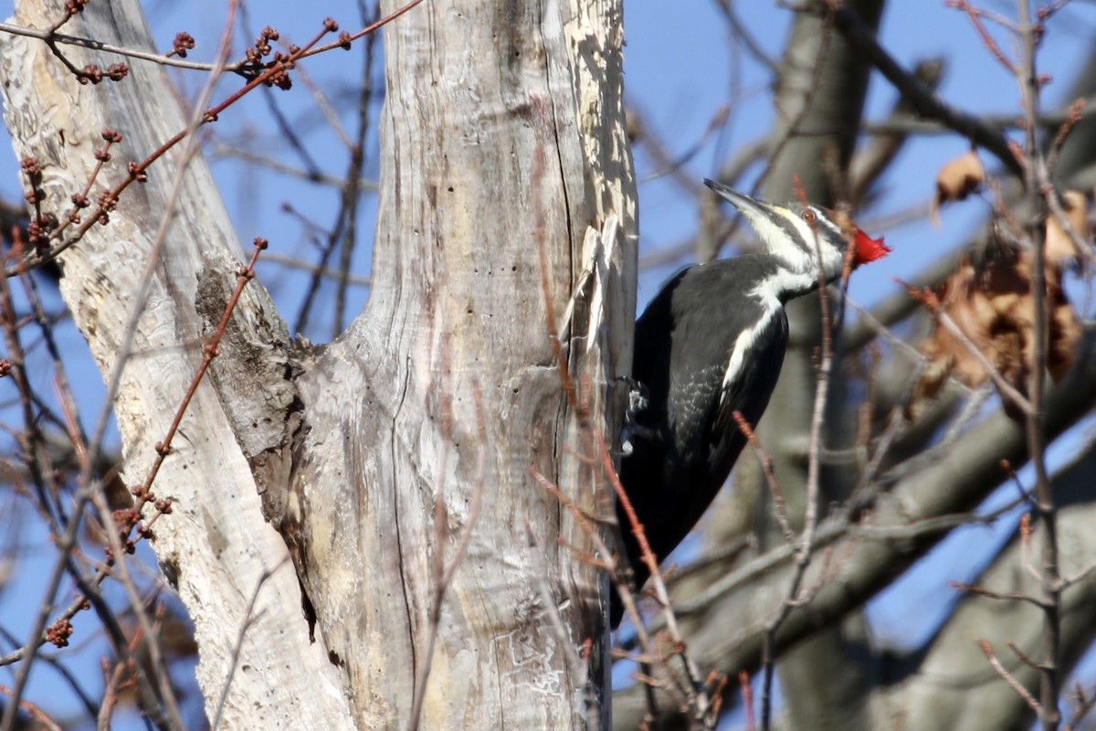 Pileated Woodpecker - ML279511731