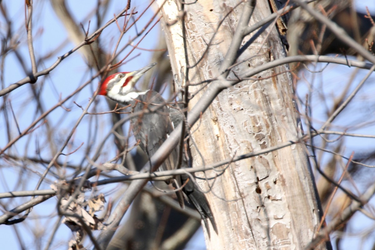 Pileated Woodpecker - ML279511741