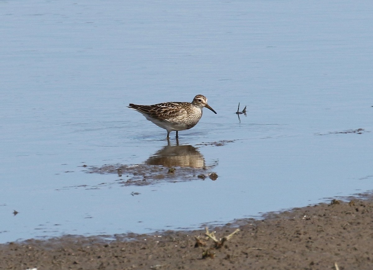 Pectoral Sandpiper - ML279512111