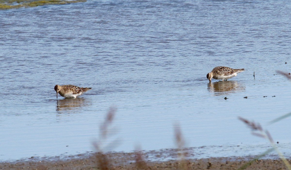 Pectoral Sandpiper - ML279512131