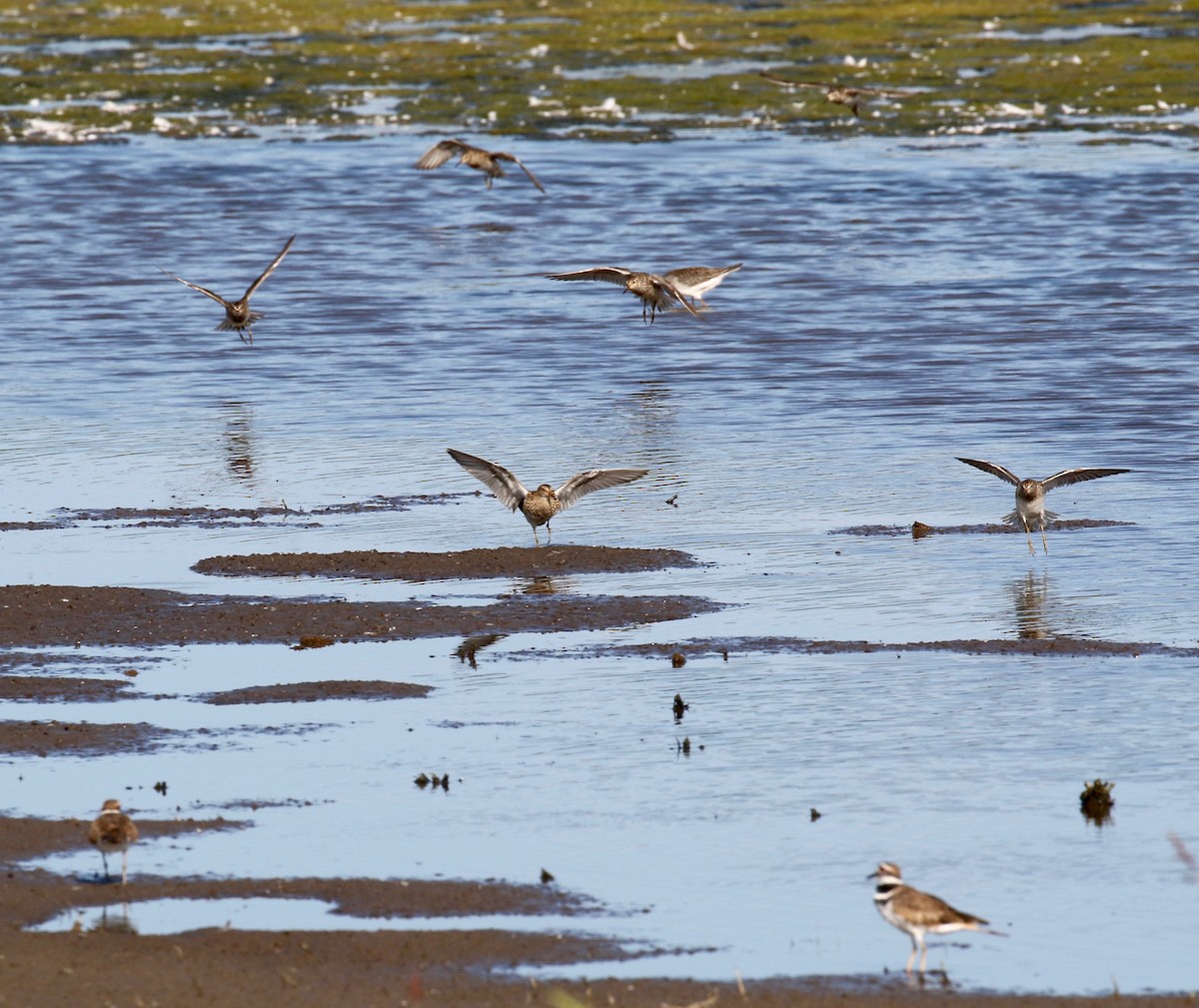 Pectoral Sandpiper - ML279512161