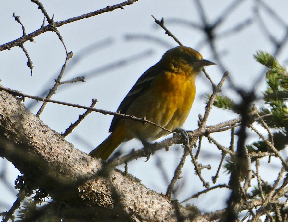 Baltimore Oriole - ML279512201