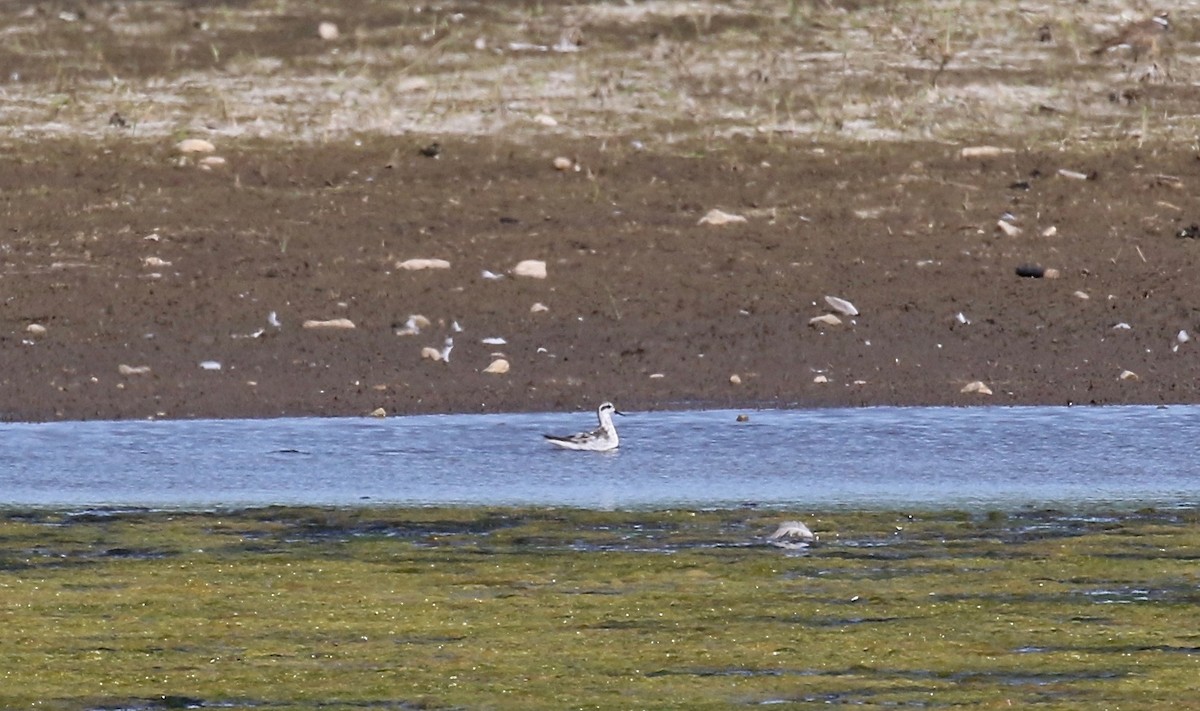 Red-necked Phalarope - ML279512791