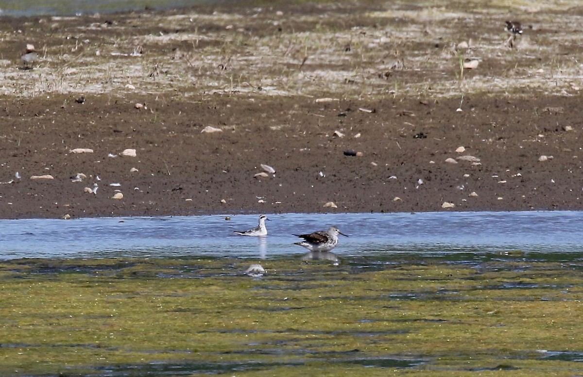 Red-necked Phalarope - ML279512801