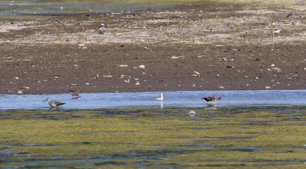 Red-necked Phalarope - ML279512811