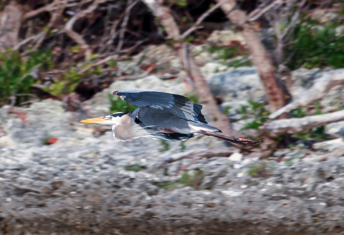 Great Blue Heron - ML27951461