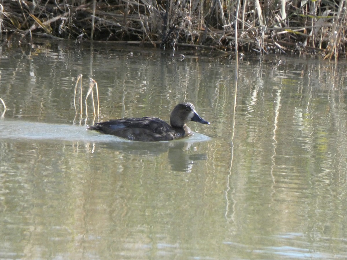 Greater Scaup - ML279515001