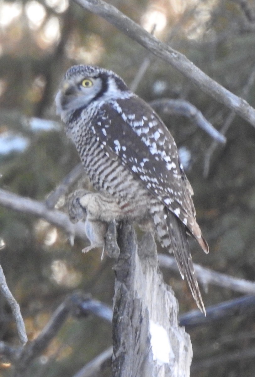 Northern Hawk Owl - Dan Stoker