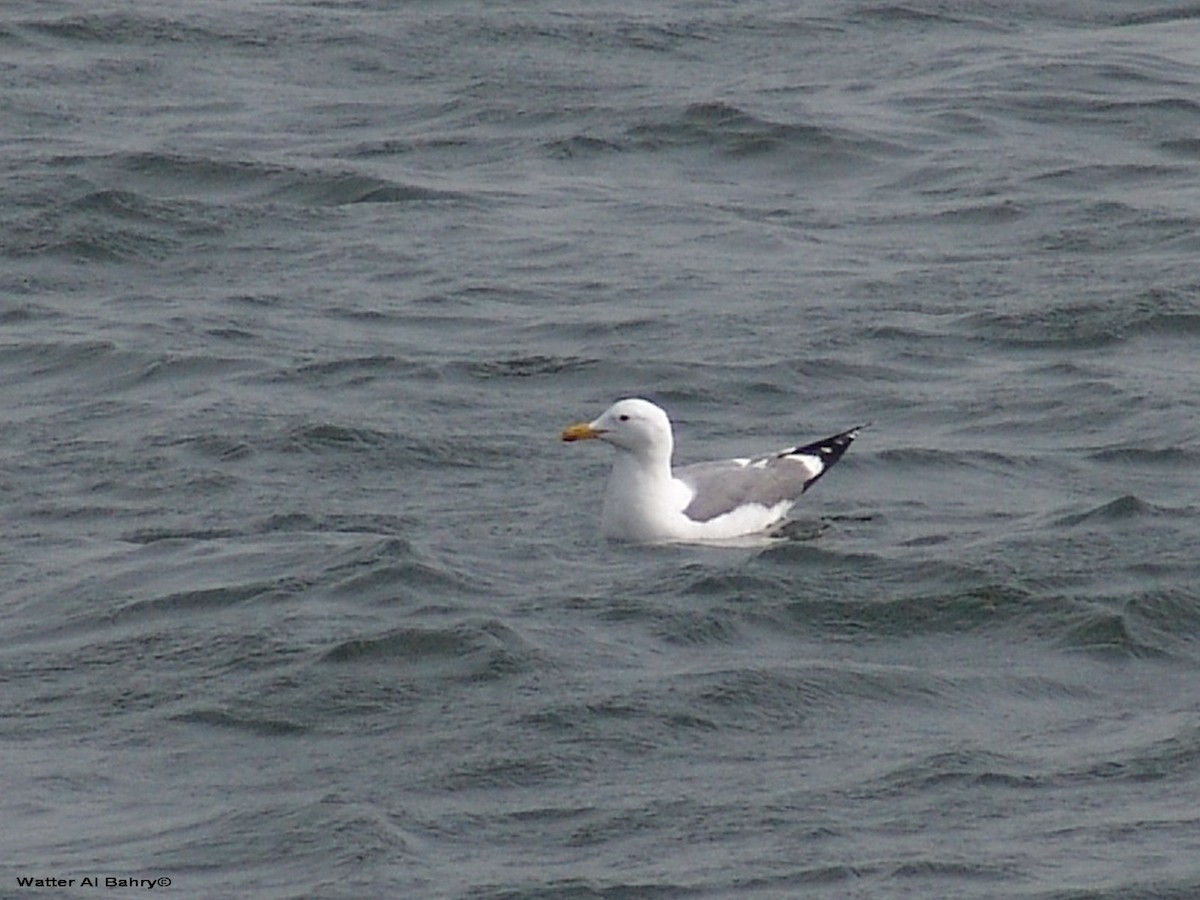 Caspian Gull - ML279516901