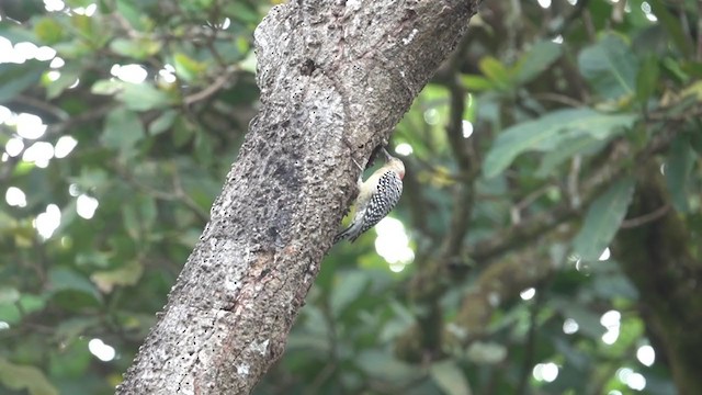 Red-crowned Woodpecker - ML279517441