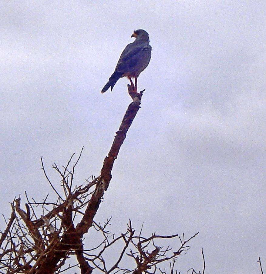 Eastern Chanting-Goshawk - Joao Freitas