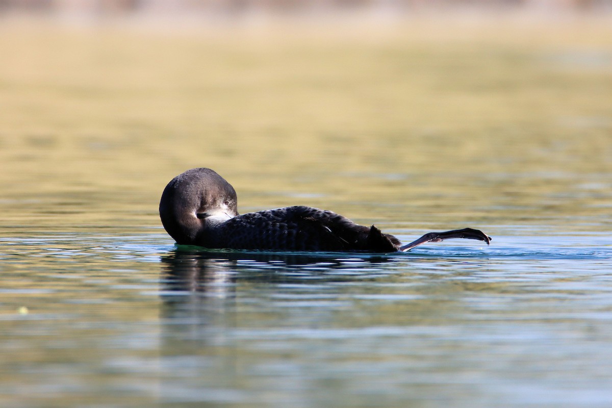 Common Loon - ML279523511