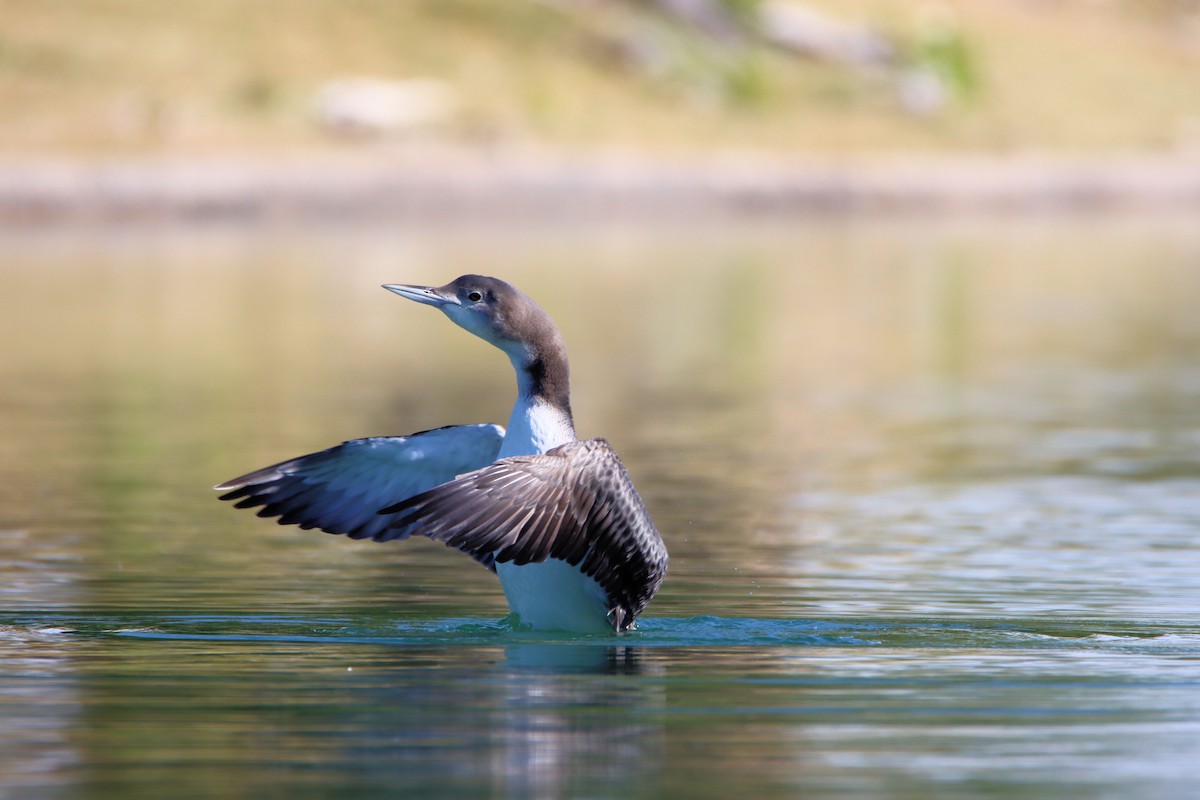 Common Loon - ML279523581