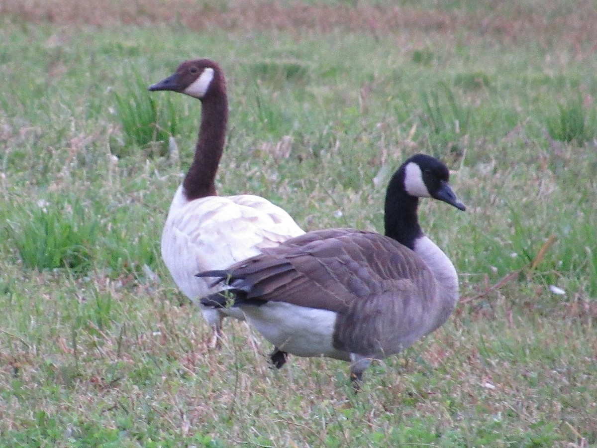 Canada Goose - ML279523671