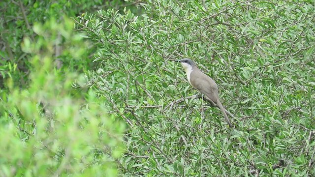 Dark-billed Cuckoo - ML279524971