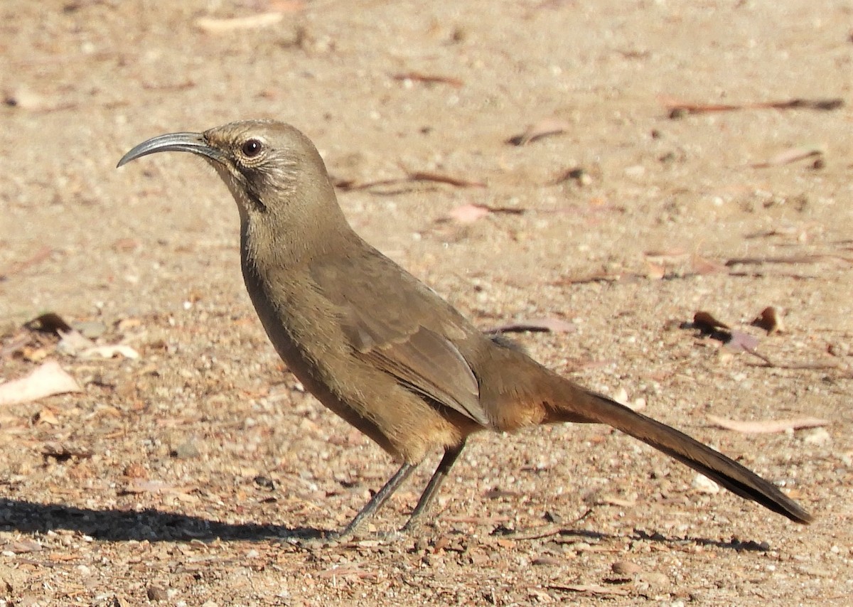 California Thrasher - Sue Riffe