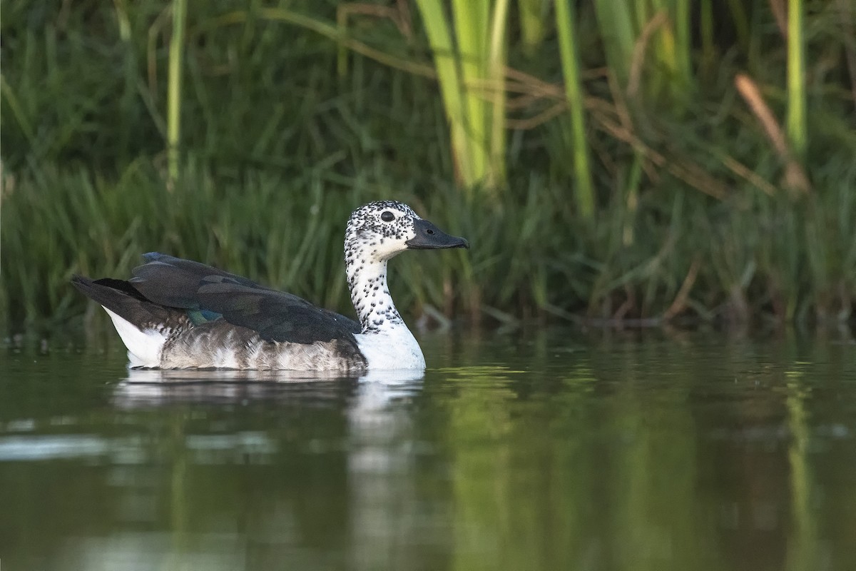 Comb Duck - ML279526541