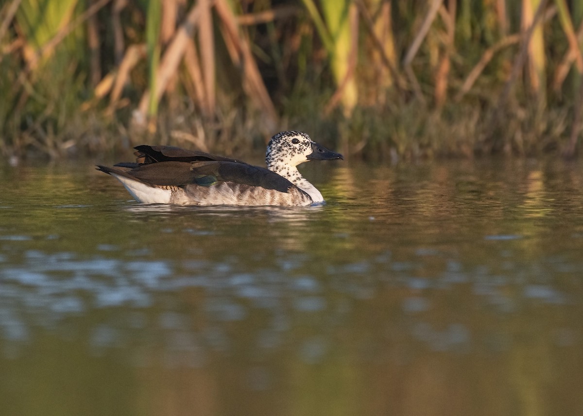 Comb Duck - ML279526571