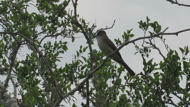 Swainson's Flycatcher - ML279526671