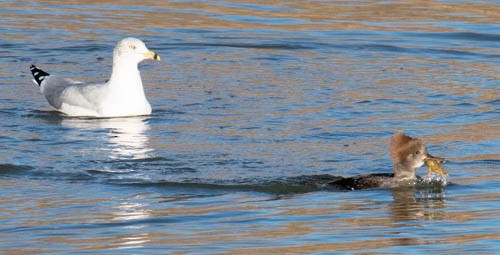 Ring-billed Gull - ML279527331