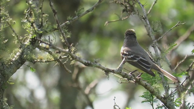 Southern Scrub-Flycatcher - ML279527361