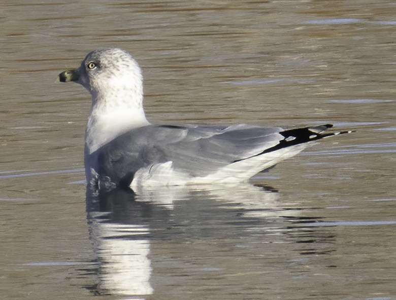 Ring-billed Gull - ML279527791