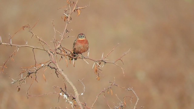 Red-crested Finch - ML279528001