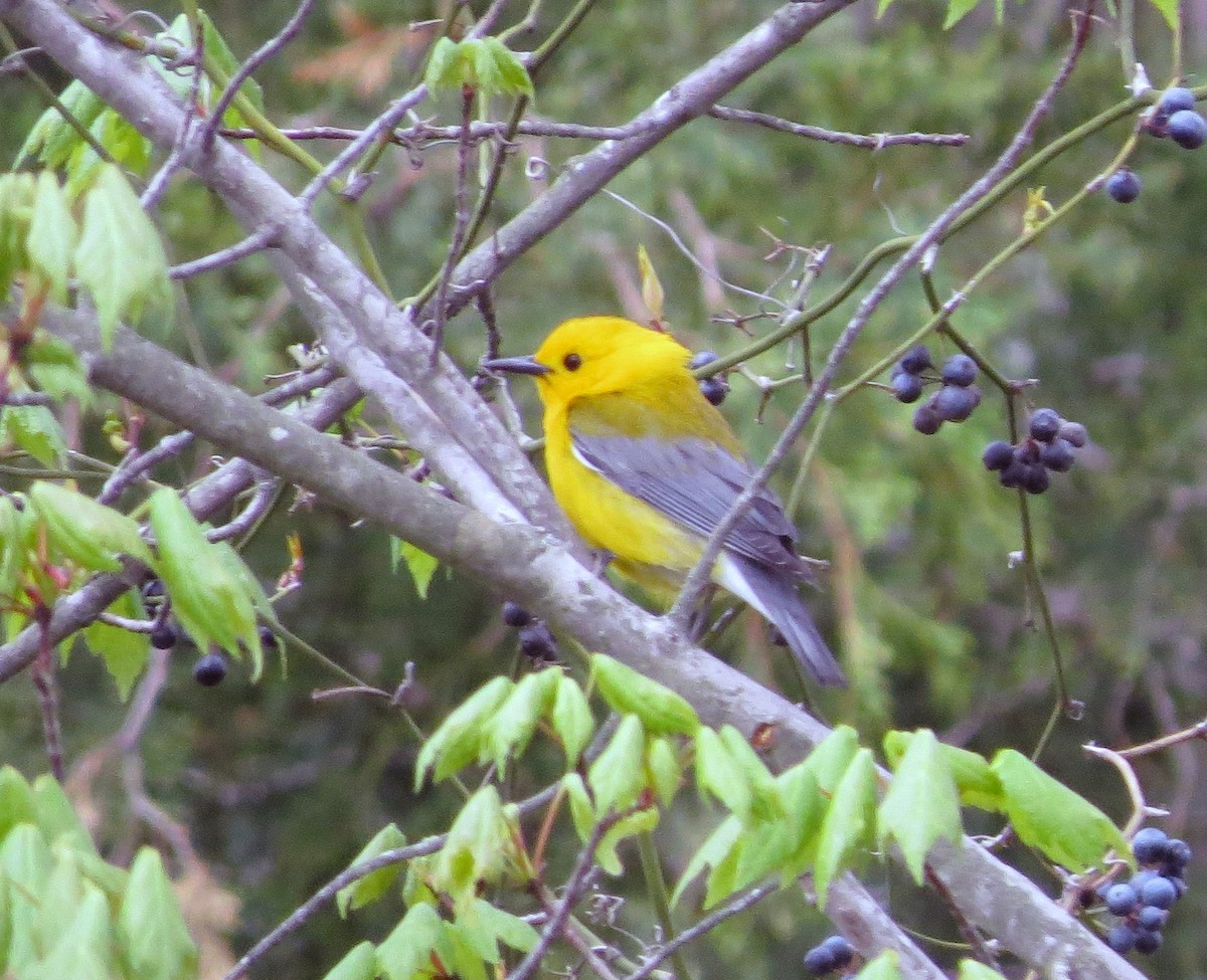 Prothonotary Warbler - ML27952871