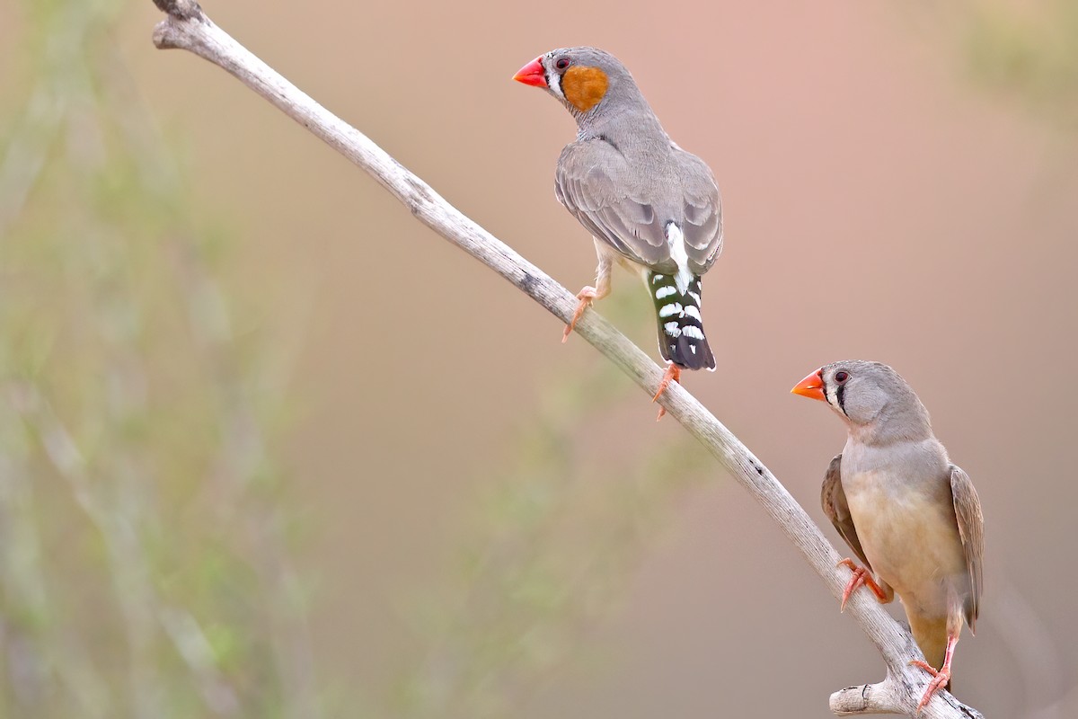 Zebra Finch - ML279529741