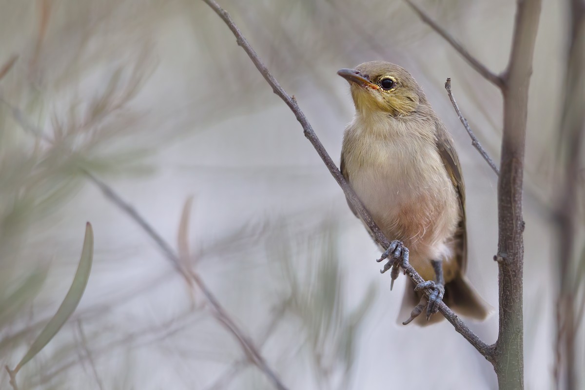 Gray Honeyeater - ML279529811
