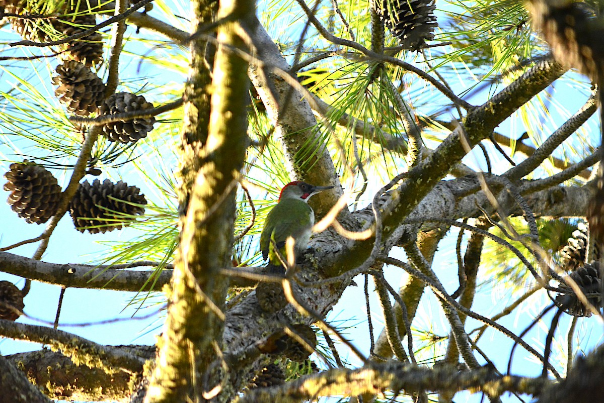 Iberian Green Woodpecker - Paulo Narciso