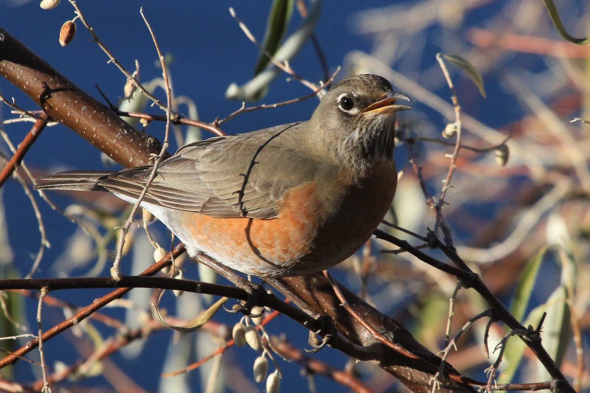 Wanderdrossel - ML279531631