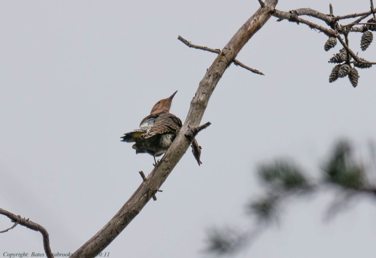 Northern Flicker (Yellow-shafted) - ML279534821