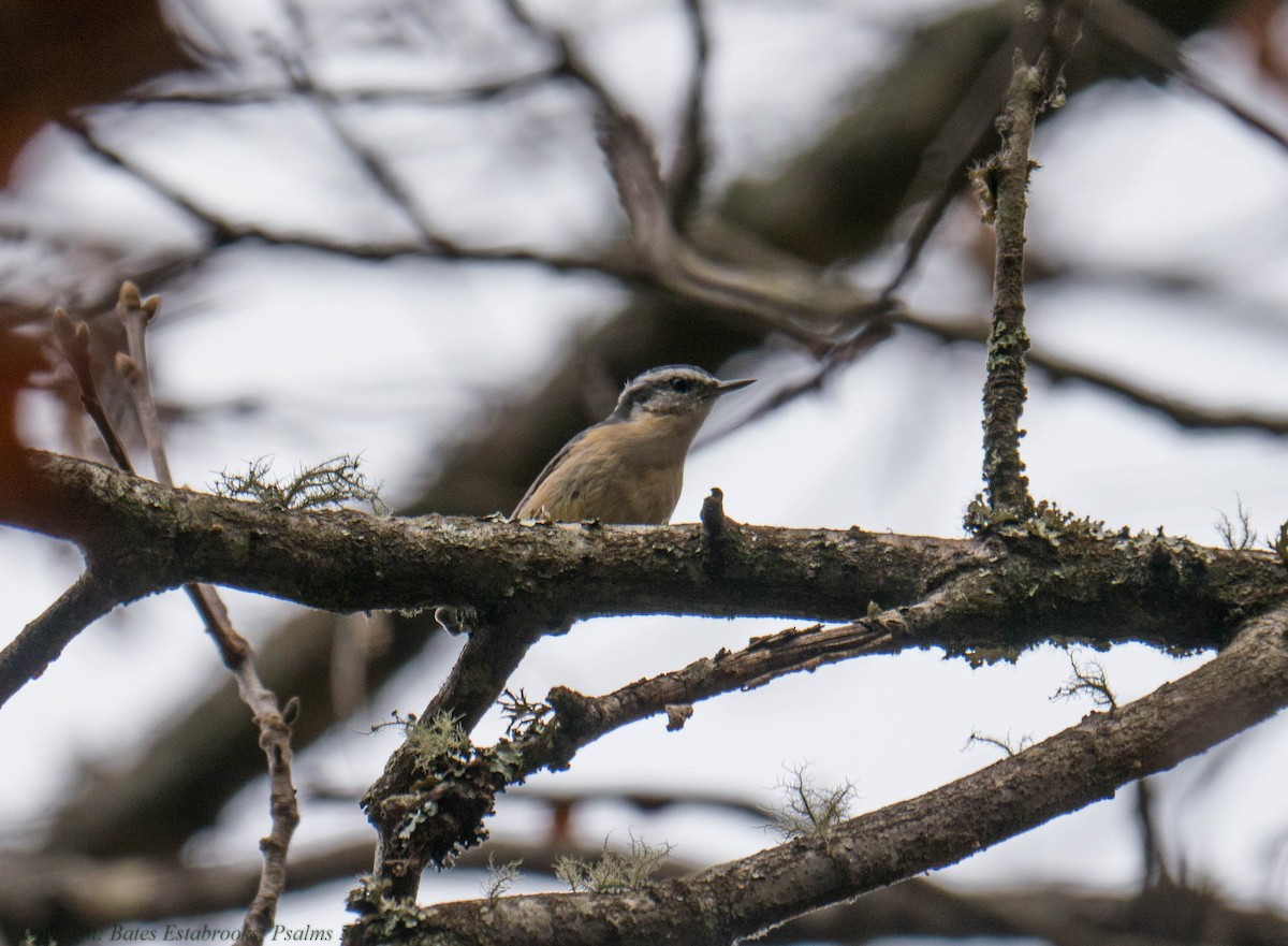 Red-breasted Nuthatch - ML279535081