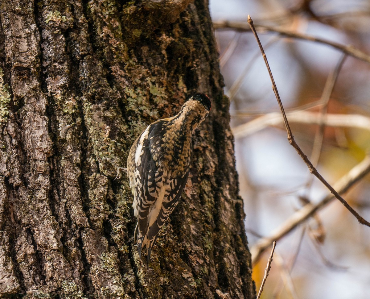 Yellow-bellied Sapsucker - ML279536251