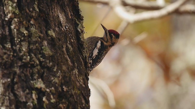 Yellow-bellied Sapsucker - ML279536421