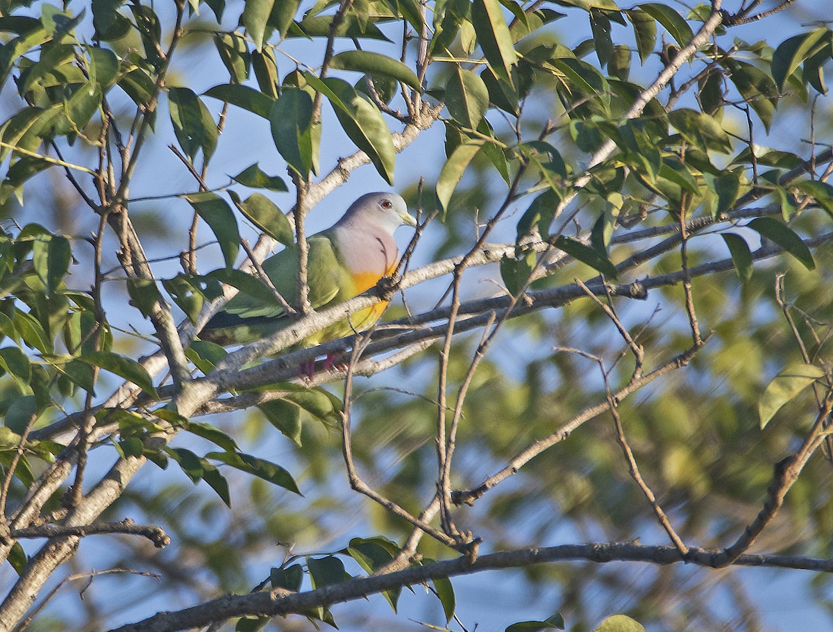 Pink-necked Green-Pigeon - John Ricarte