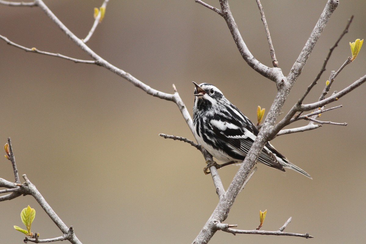 Black-and-white Warbler - ML27953751