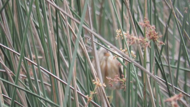 Stripe-backed Bittern - ML279538181