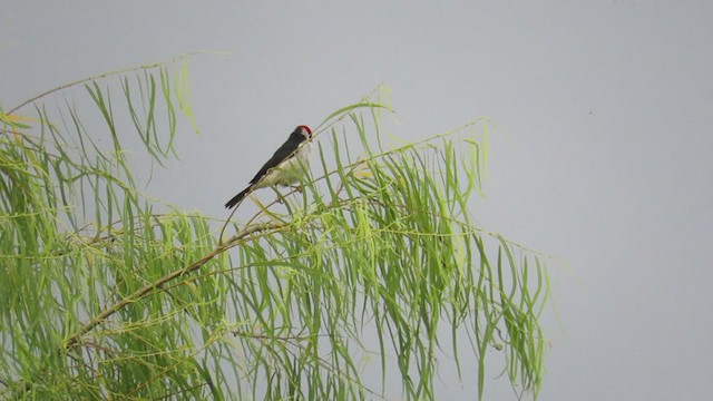 Yellow-billed Cardinal - ML279538511